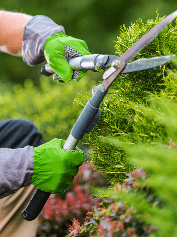 FAQ sur le crédit d'impôt et l'avance immédiate dans le jardinage