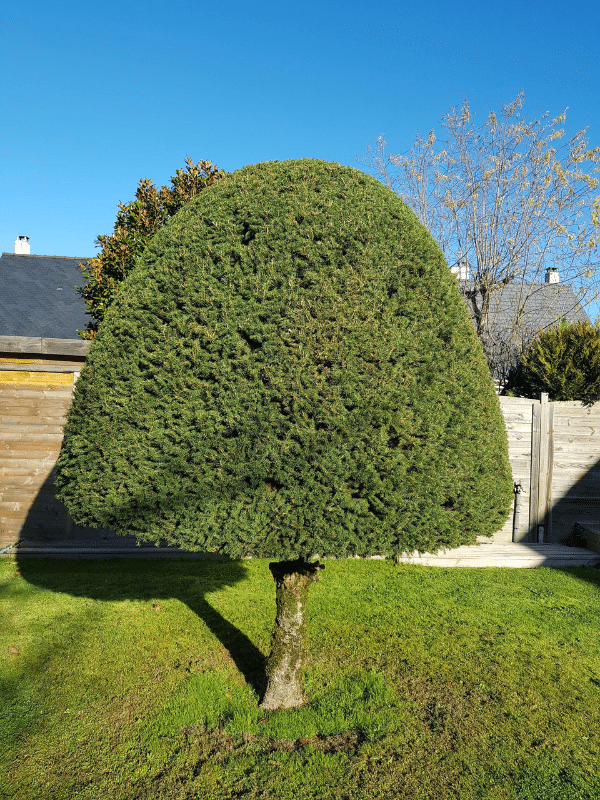 taille d arbuste Sainte-Luce-sur-Loire Carquefou Thouaré sur Loire Nantes Entretien de jardin