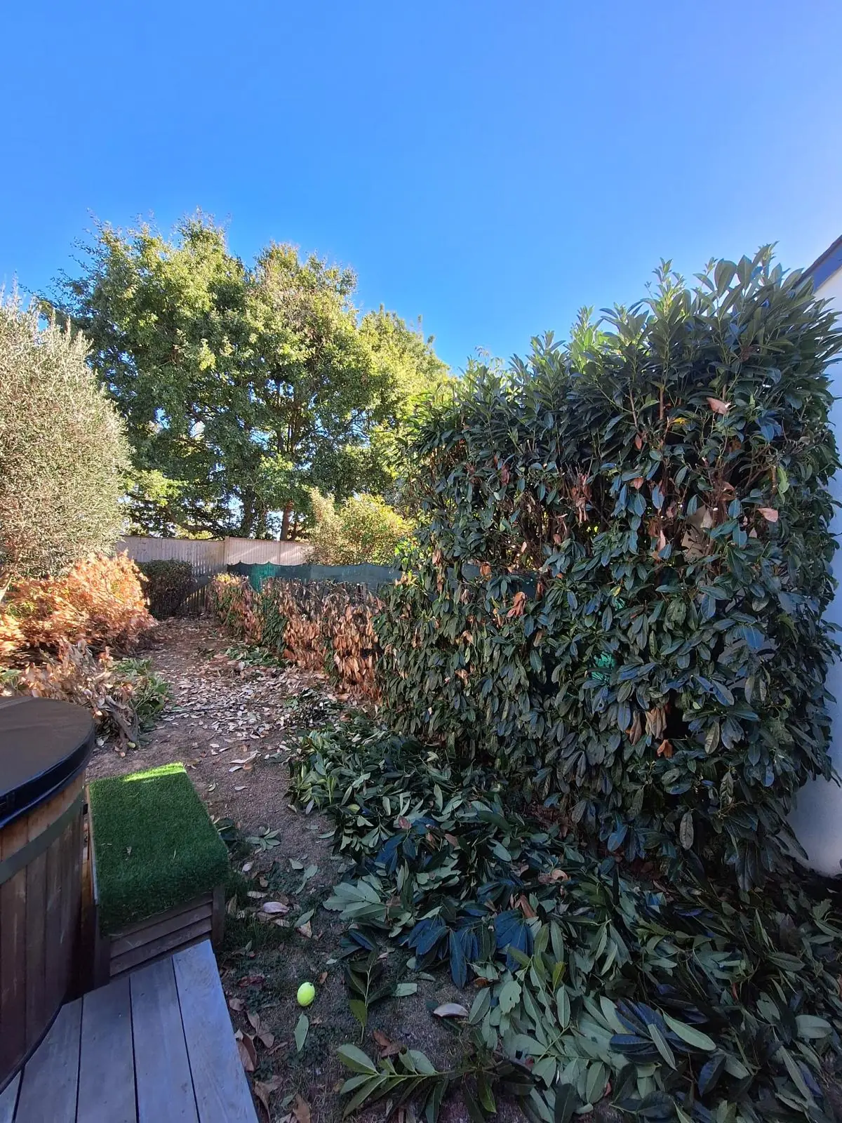 Haie de lauriers-palmes partiellement rabattue, avec des feuilles brunies et des branches coupées au sol.