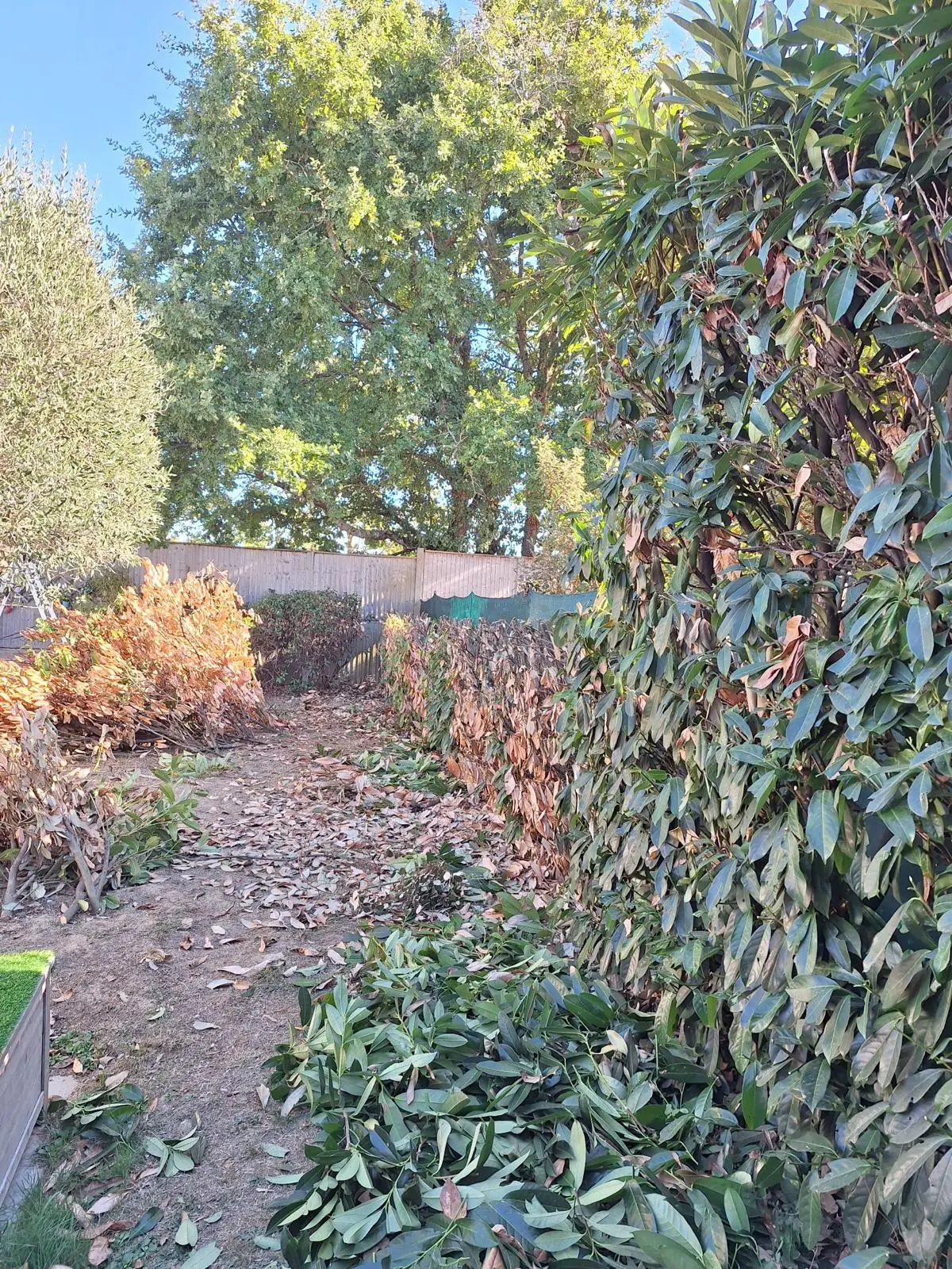 Zones rabattues d’une haie de lauriers-palmes et branches coupées au sol, près d’une partie encore haute.